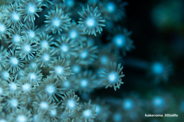 Coral